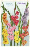 VINTAGE POSTCARD Fantasy Flowers Gladiolus Primelinus