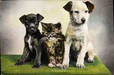 CPA Fantaisie Chien Chiens Chat Cahton 