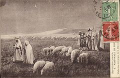 VINTAGE POSTCARD Pastoral Sheep