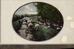 VINTAGE POSTCARD Fantasy Sheep