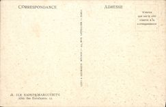 CPA Ile Sainte Marguerite Allee des Eucalyptus