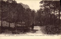 VINTAGE POSTCARD Esterel Forestiere Road With the Collar De I' Eveque
