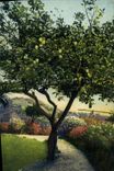VINTAGE POSTCARD Dimension of azr a lemon tree