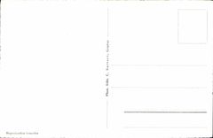 CPM Geneve Le jet d'eau Vue de nuit