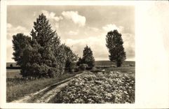 VINTAGE POSTCARD Field