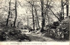 CPA Fontainebleau La Foret La Gorge Au Loup