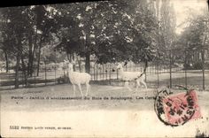 CPA Paris Jardin d'acclimation du Bois de Boulogne Les cerfs
