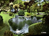MODERN CARD Nantes the Botanical garden Swan