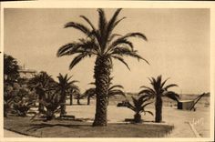 CPA Dinard Square des Palmiers