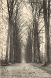CPA Flers Une Des Allees du parc