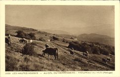 VINTAGE POSTCARD the High Vosges With the flight of Herrenberg Herd in Hus Cows