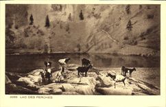 VINTAGE POSTCARD Lake Of the Poles Goat Goats