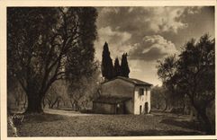 Aceituna-árboles y ciprés grasos de la POSTAL de la VENDIMIA