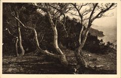 CPA Les Iles D'Hyeres Porquerolles Les Pins d'Alep