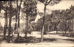 VINTAGE POSTCARD Cape Tag Under Wood