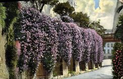 VINTAGE POSTCARD Menton Flowers of Spring