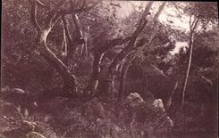 CPA Cote D'Azur Etude D'Arbres