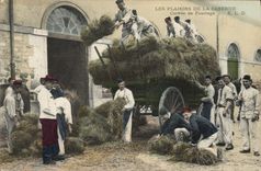 Placeres de Militaria de la POSTAL de la VENDIMIA de la servidumbre de los cuarteles del forraje