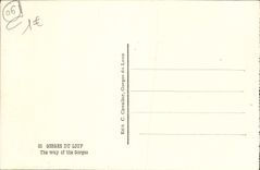 VINTAGE POSTCARD Falls Of the Wolf Road of the throats