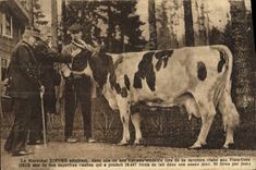 CPA Folklore Le marechal Joffre admirant une vache 