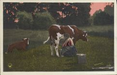 VINTAGE POSTCARD Folklore Woman Treats Cow