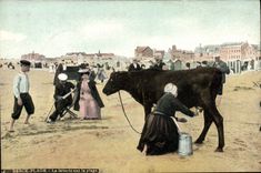VINTAGE POSTCARD Folklore Berck Beach dairy on the beach Cow