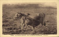CPA Folklore La France centrale sur les Hauts plateaux Allaitement Vache 