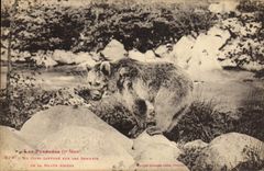 CPA Ours Pyrenees Un ours capture sur les sommets de la Haute Ariege 