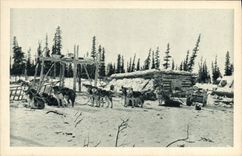 CPA Chien Chiens En voyage sur le cercle Arctique Alsaka Polaire 