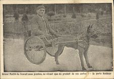 VINTAGE POSTCARD Large Chien Dogs disabled worker without pesion living only product of its charts