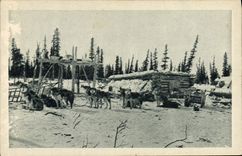 VINTAGE POSTCARD Chien Dogs travels from There on the Arctic circle Alaska