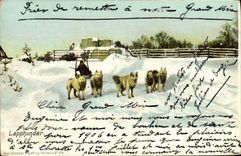 VINTAGE POSTCARD Dog Lapphundar Dogs