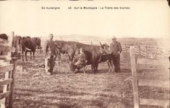 CPA Folklore Lait Auvergne La traite des vaches 