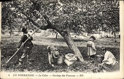 VINTAGE POSTCARD Normandy the Gaulage cider of apples