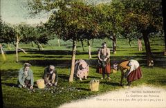CPA Normandie Cueillette des pommes