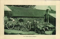 VINTAGE POSTCARD canes in front of the mill Oxen