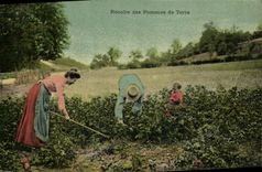 VINTAGE POSTCARD Harvest of potatoes