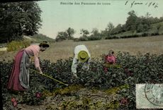 CPA Recolte des pommes de terre 