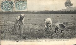 VINTAGE POSTCARD Agricultural work the harvest of potatoes