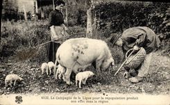 CPA Cochon Porc Folklore