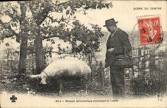 VINTAGE POSTCARD Cochon Pig Folklore Groups sympathetic nerve seeking truffle