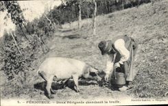 VINTAGE POSTCARD Pig Pig Folklore Périgueux Two perigords seeking truffle