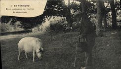 CPA Cochon Porc Folklore En Perigord Deux chercheurs de truffe La recompense 