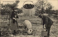 CPA Cochon Porc Folklore Le Lot Les saveurs de truffes