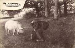 VINTAGE POSTCARD Pig Pig Folklore Two researchers Perigord truffle