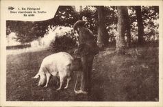 VINTAGE POSTCARD Pig Pig Folklore In Perigord Two truffle researchers In stop