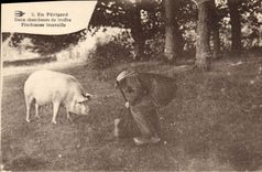 CPA Cochon Porc Folklore en Perigord Deux chercheurs de truffes Fructueuse trouvaille