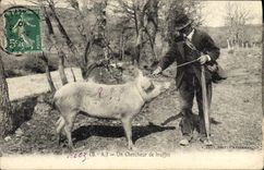 CPA Cochon Porc Folklore en Perigord Un chercheur de truffes 