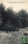 CPA Le mont Ventoux Etage de ruches Sur la route de l'observatoire Miel Abeille 