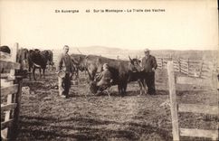 CPA Folklore Auvergne La traite des vaches 